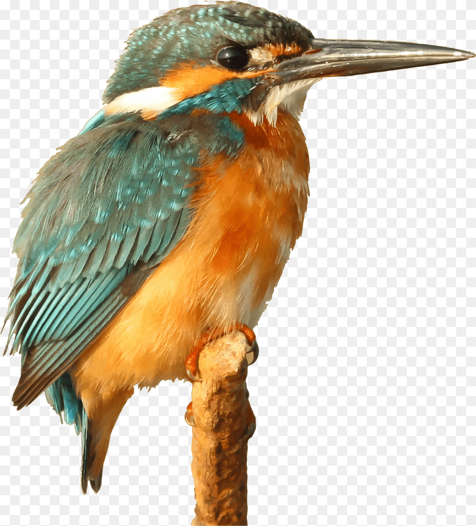 Big Bird Kingfisher, Animal, Beak, Bee Eater, Jay Png Image