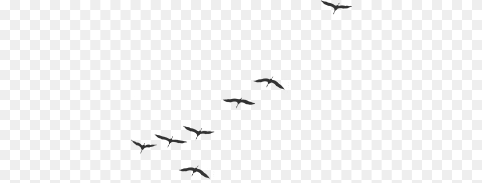 Big Birds Fly On Sky, Animal, Bird, Flying Free Png