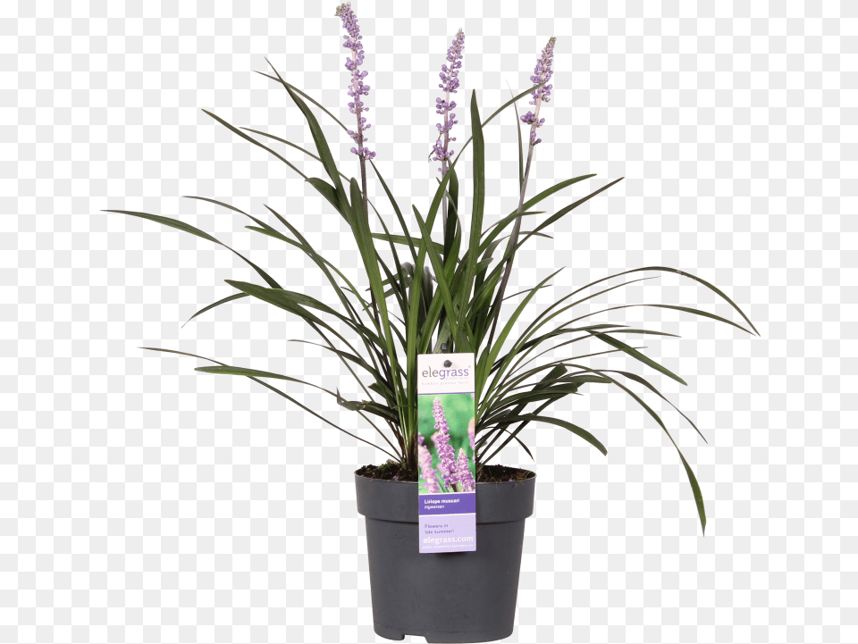 Big Blue Lily Turf Fernleaf Lavender, Flower, Flower Arrangement, Plant, Ikebana Png