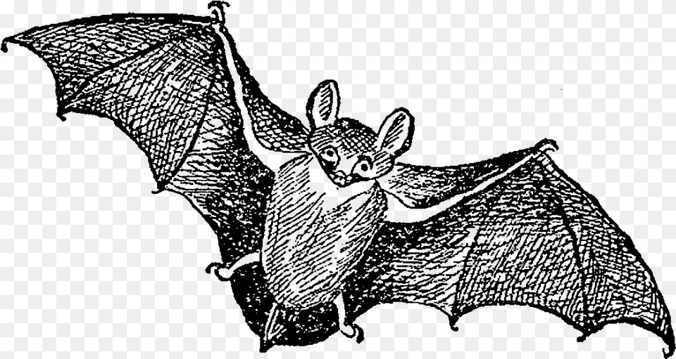 Big Brown Bat, Nature, Night, Outdoors Free Png Download