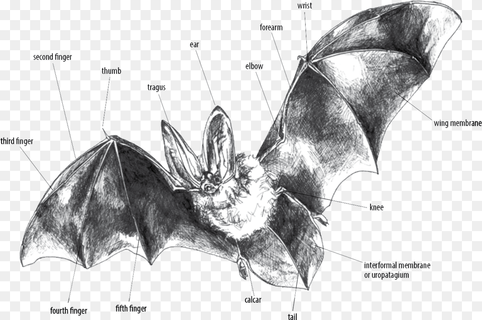 Big Brown Bat, Animal, Mammal, Wildlife Free Transparent Png