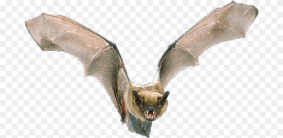Big Brown Bat Opinion About Bats, Animal, Mammal, Wildlife Png