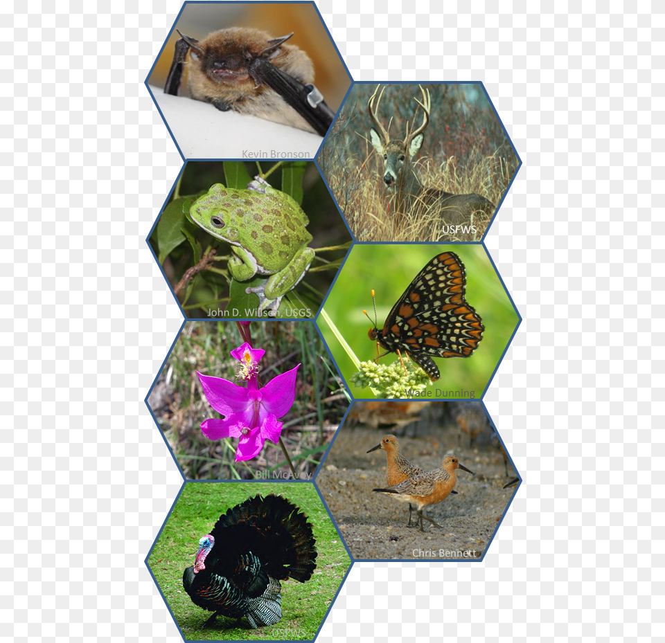 Big Brown Bat White Tail Deer Barking Treefrog Baltimore, Art, Collage, Purple, Animal Free Png Download