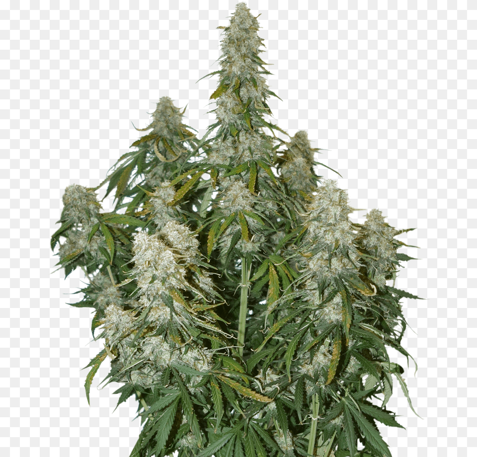 Big Bud Marijuana Seeds Big Bud Seed Stockers, Plant, Hemp, Grass, Flower Free Png Download