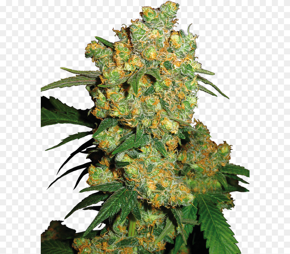 Big Bud Sensi Seeds, Plant, Weed, Leaf, Hemp Png Image
