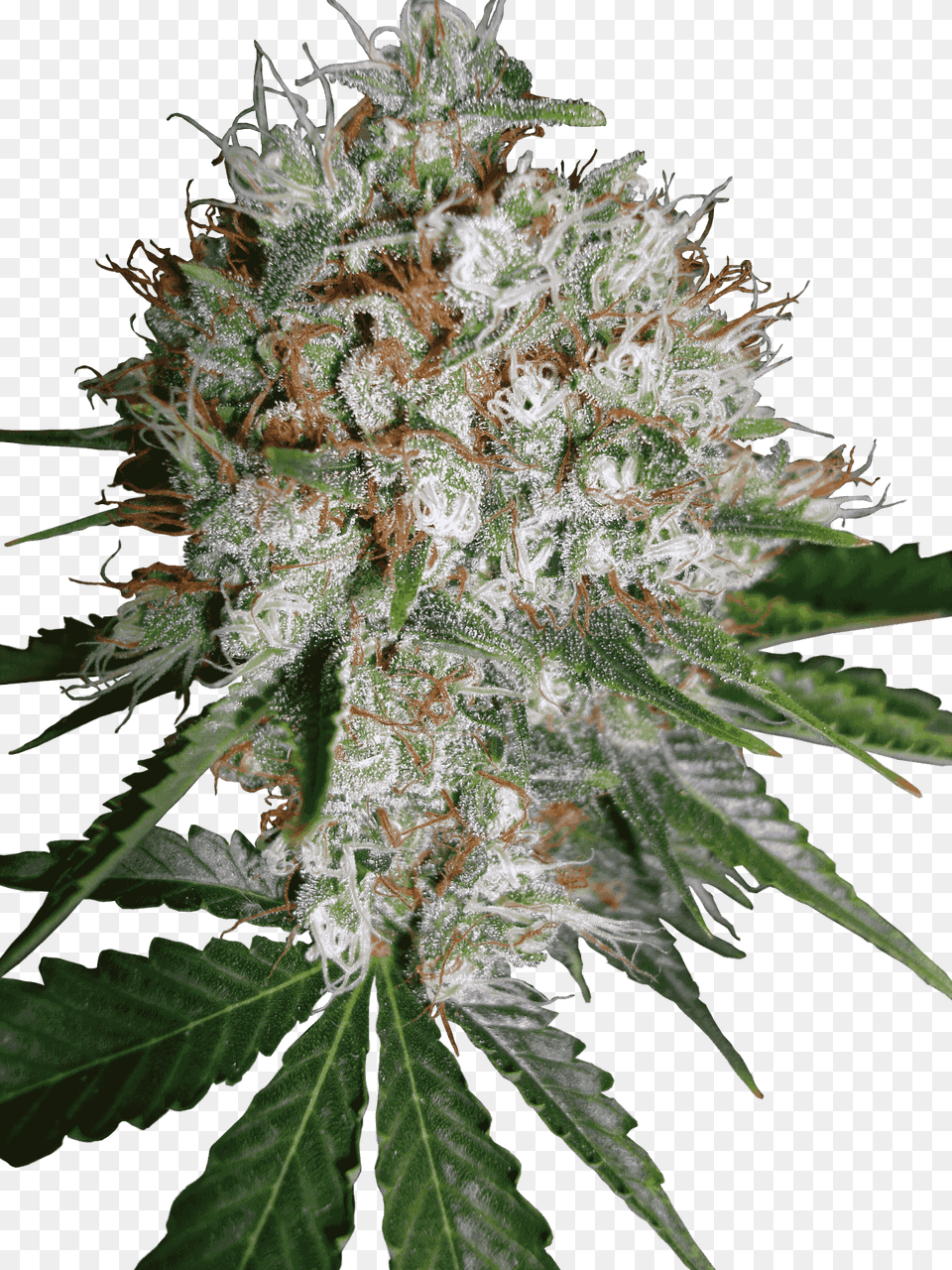 Big Bud Xxl, Plant, Weed, Hemp, Flower Free Png