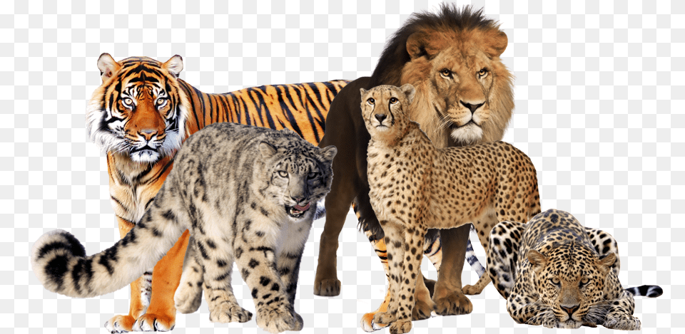 Big Cat Collage, Animal, Cheetah, Mammal, Wildlife Free Png Download