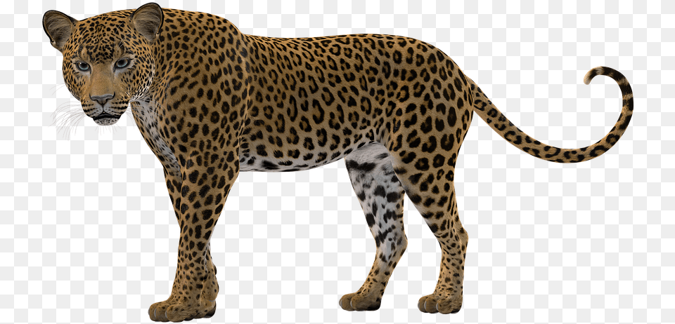 Big Cat Rendering Leopard Predator Snow Leopard Silhouette, Animal, Mammal, Panther, Wildlife Png Image
