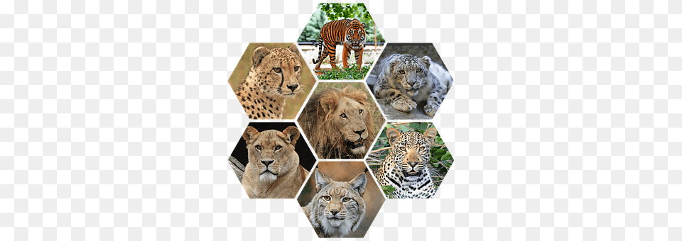 Big Cats Animal, Art, Collage, Lion Free Transparent Png