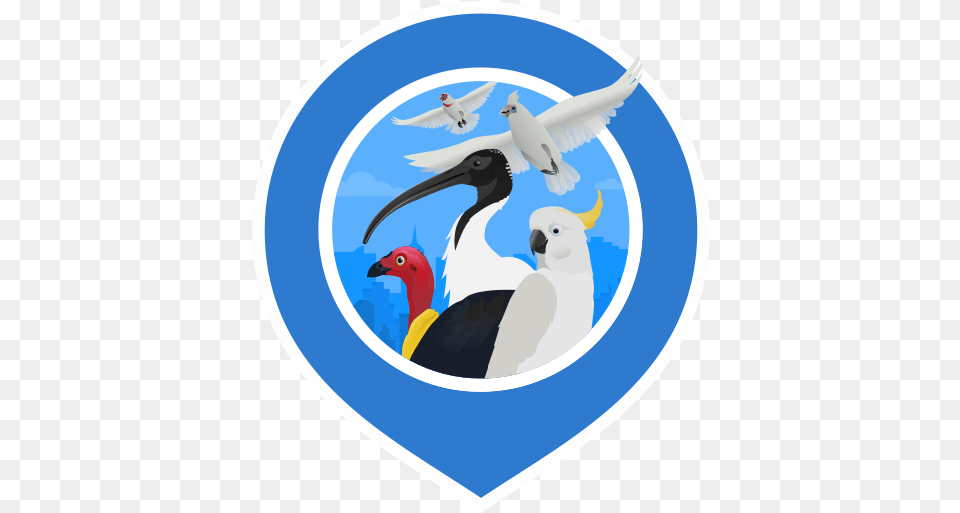 Big City Birds Albatross, Animal, Bird, Beak Free Png Download