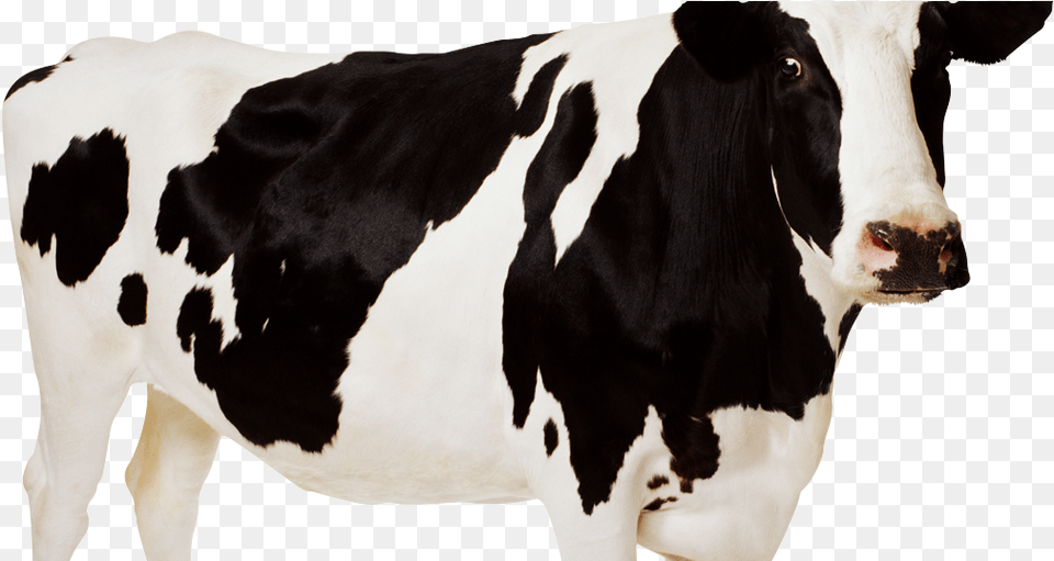 Big Cow, Animal, Cattle, Dairy Cow, Livestock Png Image
