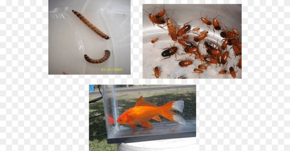 Big Do Goldfish Get, Animal, Fish, Sea Life, Insect Free Png