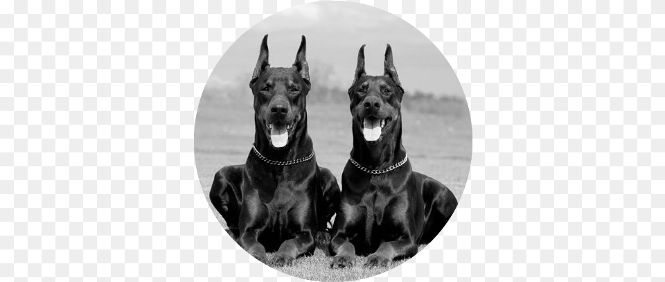 Big Dobermans Doberman Pinscher Pair, Photography, Animal, Canine, Dog Png Image