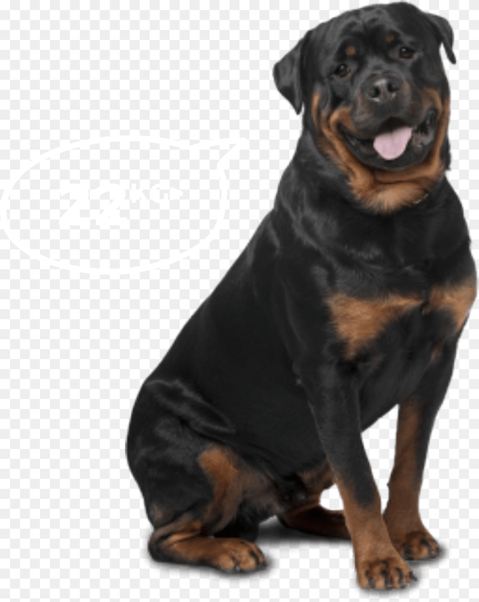 Big Dogs Bi Monthly Rottweiler Labrador German Shepherd, Animal, Canine, Dog, Mammal Png Image