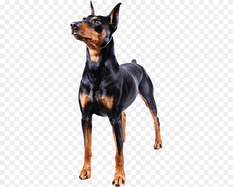 Big Dogs With Short Tails, Animal, Canine, Dog, Mammal Free Png