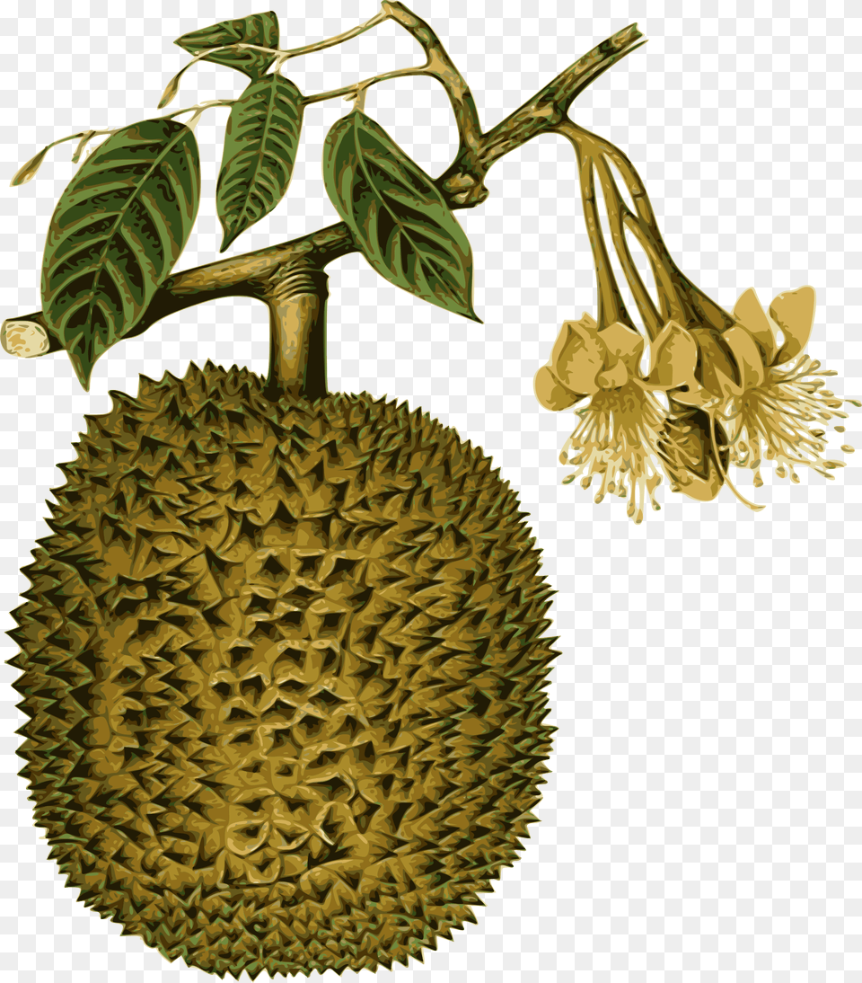 Big Durian Drawing, Food, Fruit, Plant, Produce Png Image