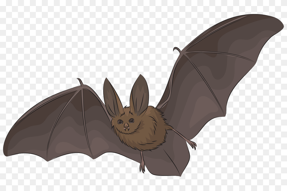 Big Eared Bat Clipart, Animal, Mammal, Wildlife, Fish Free Png Download