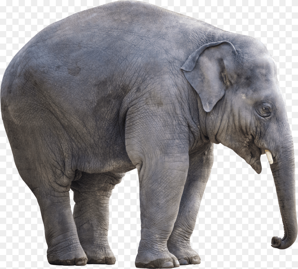 Big Elephant Image Elephant White Background Free Png