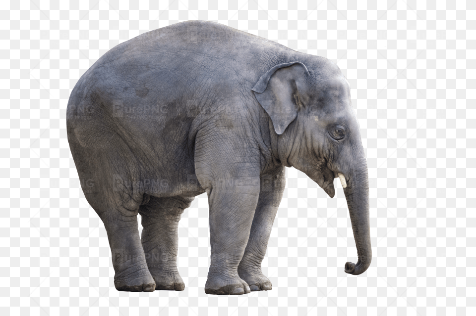 Big Elephant Purepng Transparent Asian Elephant, Animal, Mammal, Wildlife Free Png