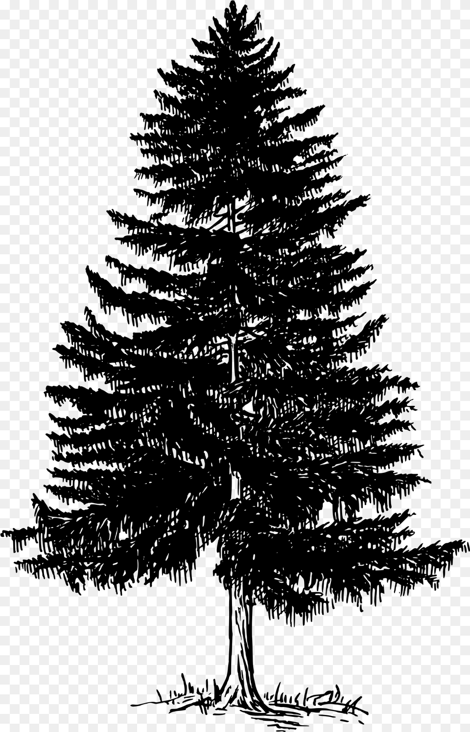 Big Evergreen Tree Silhouette, Gray Free Png Download