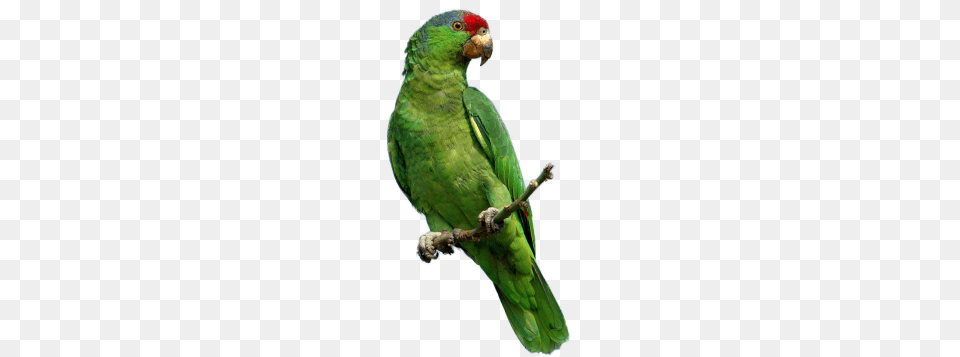 Big Explosion With Fire And Smoke, Animal, Bird, Parrot, Parakeet Free Transparent Png