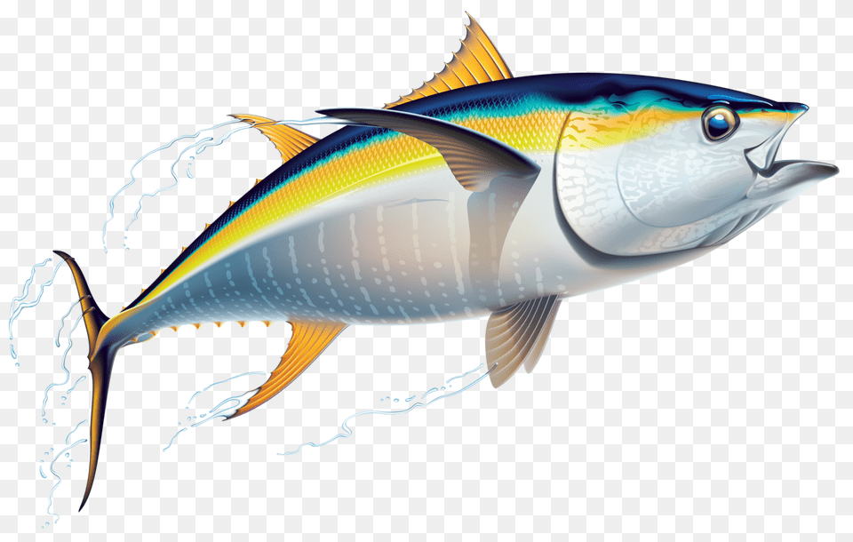 Big Fish Clipart No Background Collection, Animal, Sea Life, Tuna, Bonito Png Image