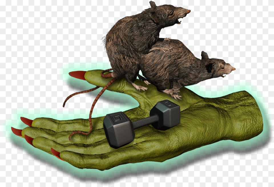 Big Fitness Goblin Rats Punxsutawney Phil, Animal, Mammal, Rodent, Rat Png Image
