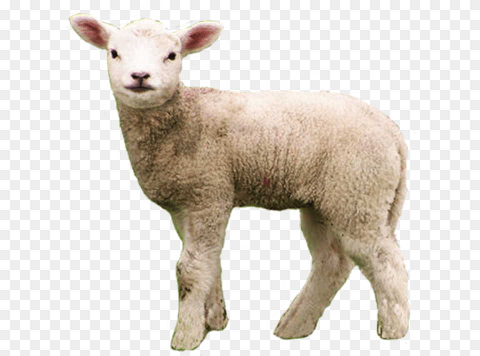 Big Gain Offers 2 Different O Lamb, Animal, Livestock, Mammal, Sheep Png