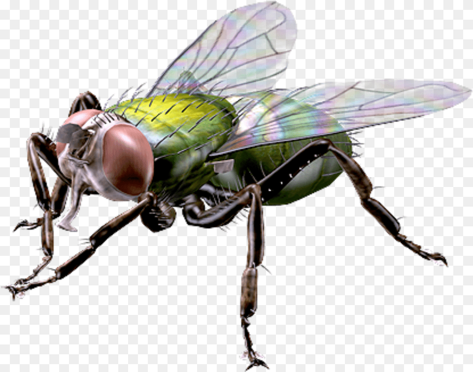 Big Giant Fly Houseflyfreetoedit Giant Fly, Animal, Insect, Invertebrate Free Png