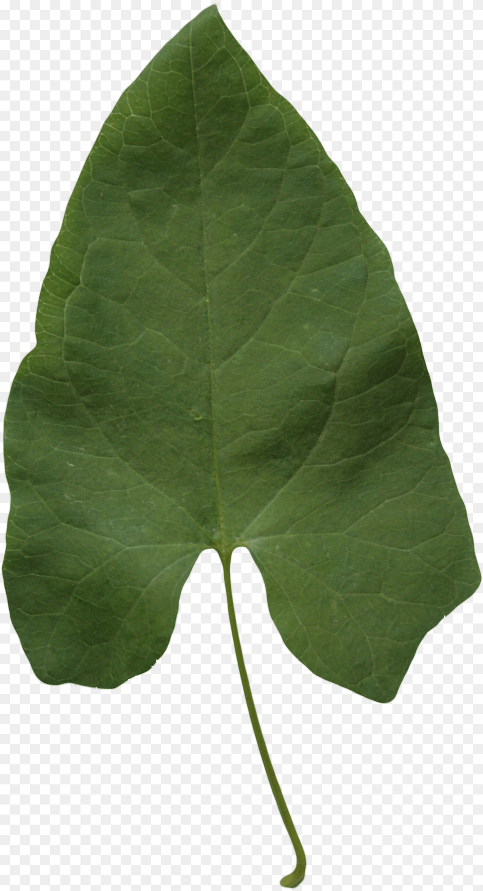 Big Green Leaf Maidenhair Tree, Plant Png