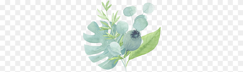 Big Green Set In Watercolor Baby Blue Eyes, Plant, Petal, Leaf, Herbs Free Transparent Png