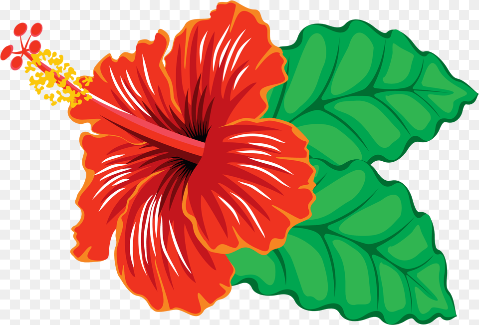 Big Hibiscus Clipart Clipartlook Clipart Of Hibiscus Flowers, Flower, Plant Free Png