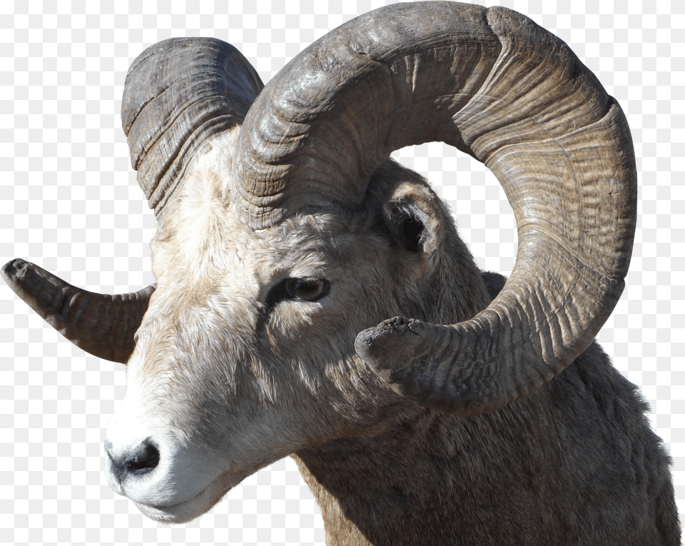 Big Horn Ram Png
