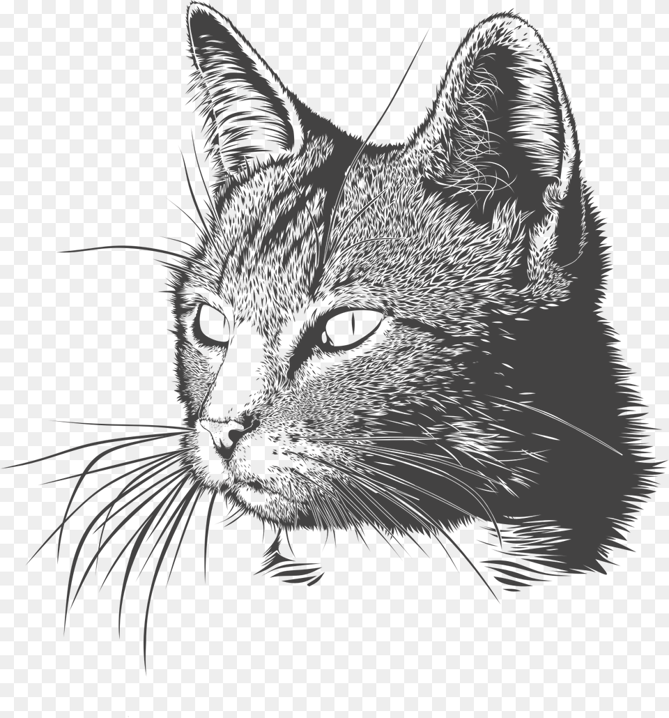 Big Image Beautiful Cat Head With The Word Meow, Art, Drawing, Animal, Mammal Png