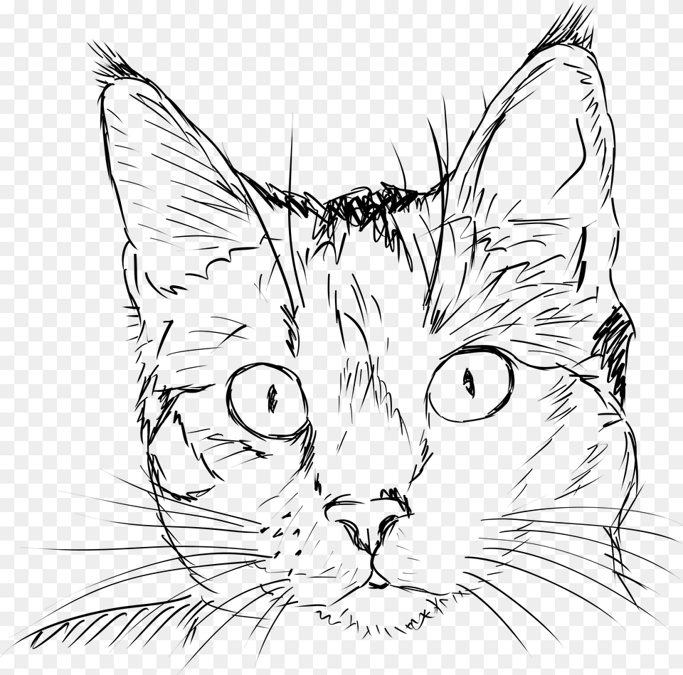 Big Image Cat Face Drawing, Gray Png