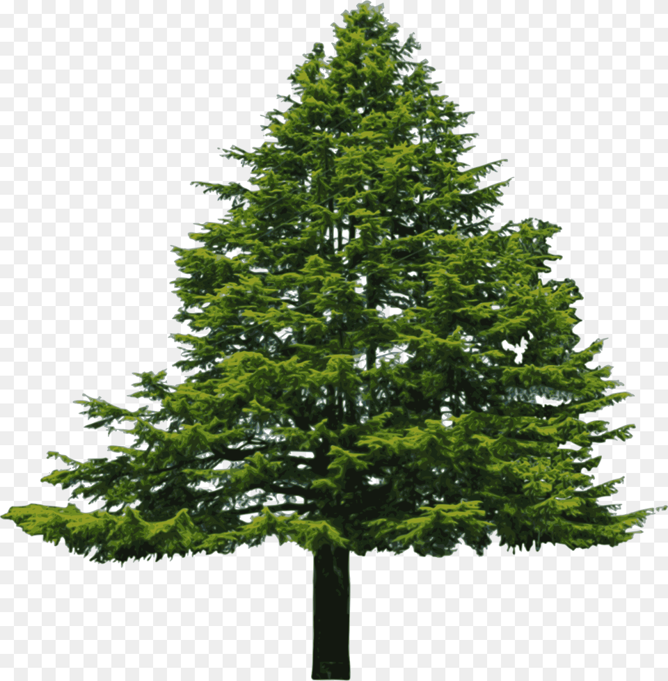 Big Douglas Fir White Background, Plant, Tree, Pine, Conifer Png Image