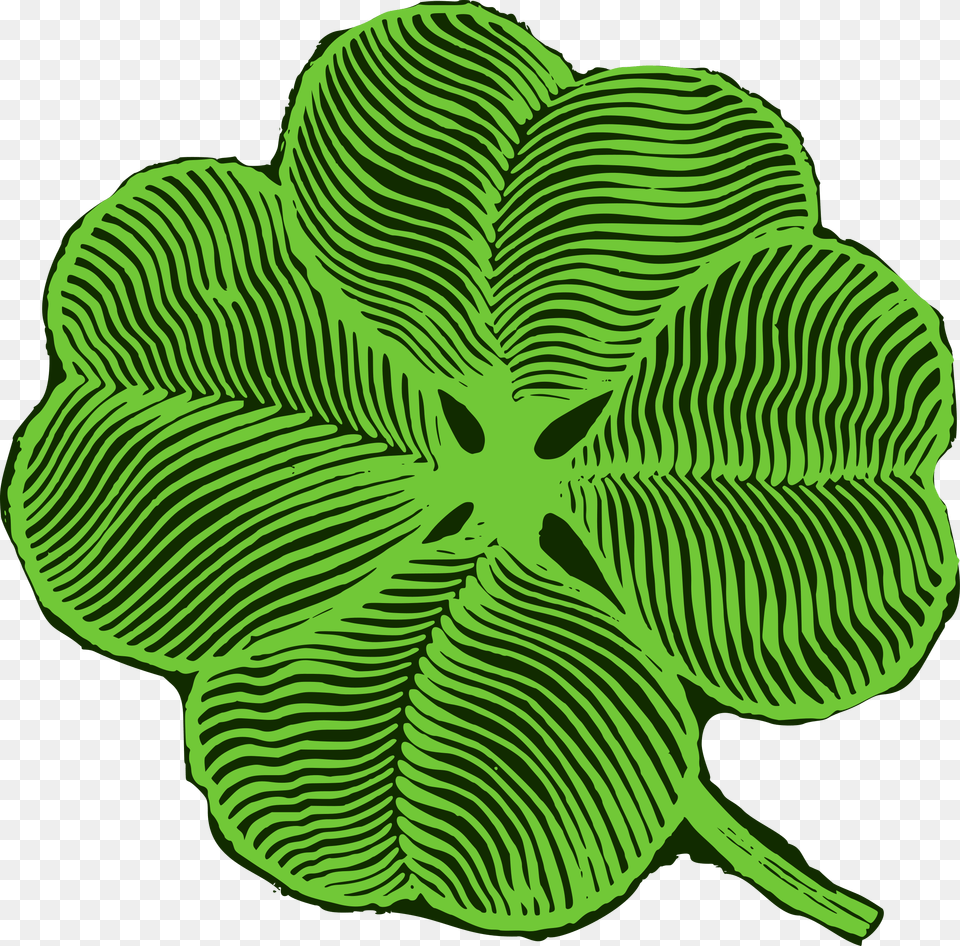 Big Four Leaf Clover, Plant, Green, Herbal, Herbs Png Image