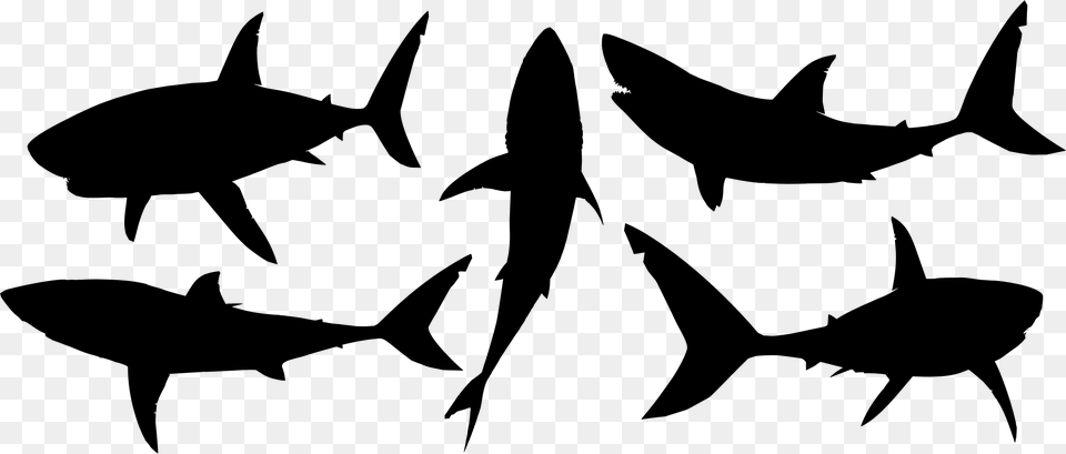 Big Image Hd Shark Silhouette, Gray Free Png