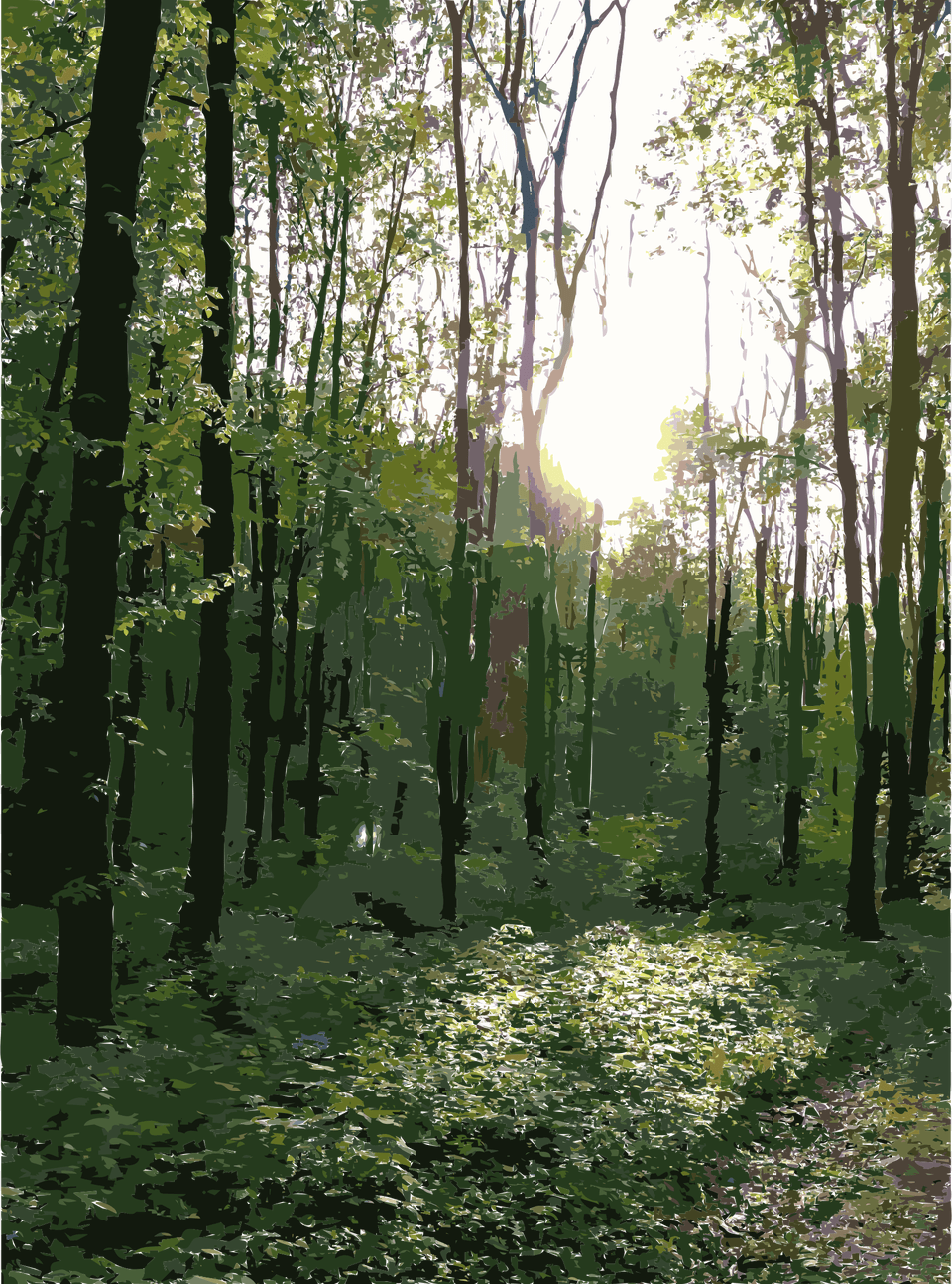Big Image Image Of Forest, Flare, Vegetation, Tree, Sunlight Free Png Download