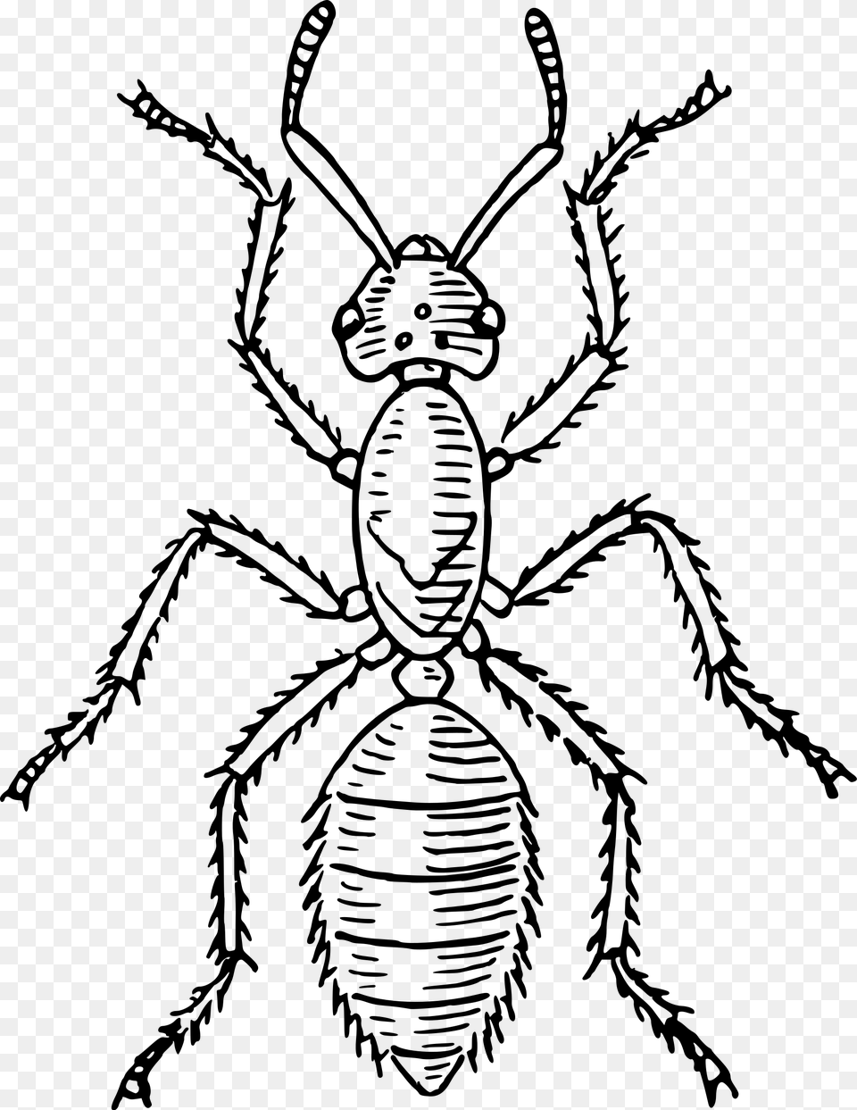 Big Image Insects Parts Of The Body, Gray Png
