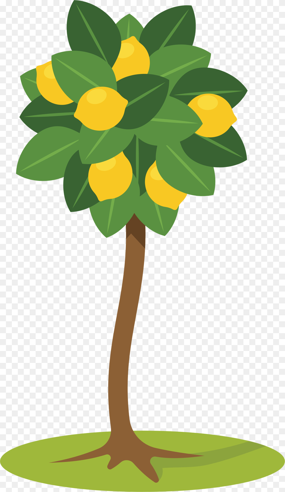 Big Lemon Tree Clipart, Plant, Leaf, Flower, Potted Plant Png Image