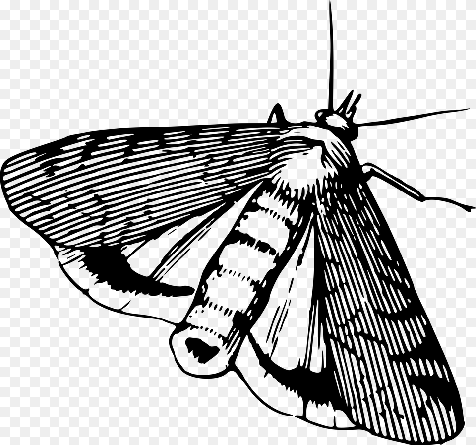 Big Image Moth Clipart Black And White, Gray Free Png Download