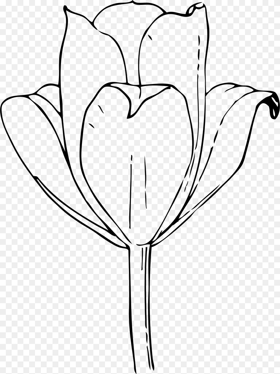 Big Image Open Tulip Flower Drawing, Gray Png