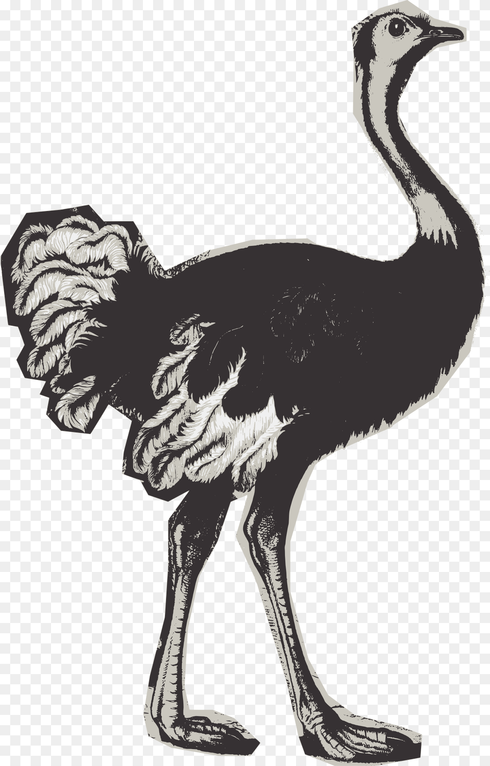 Big Image Ostrich, Animal, Bird, Dinosaur, Reptile Free Transparent Png