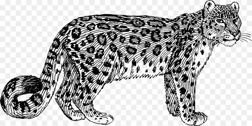 Big Image Snow Leopard Clipart Black And White, Gray Free Transparent Png