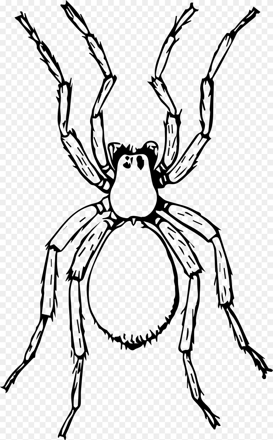 Big Image Spider Clipart Black And White, Gray Free Png Download