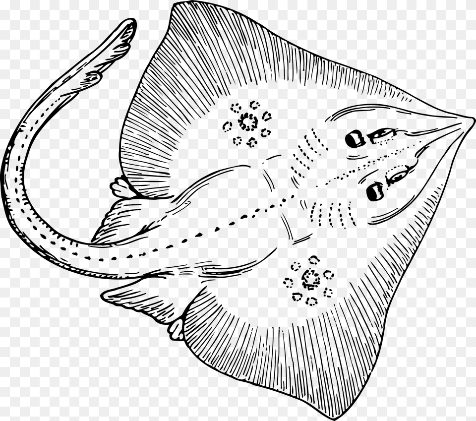 Big Image Sting Ray Images Clip Art, Gray Free Png Download