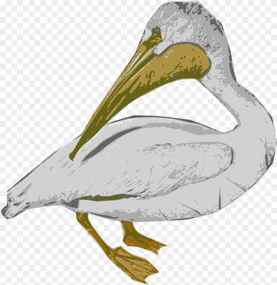 Big Image White Pelican, Animal, Bird, Waterfowl, Beak Free Png