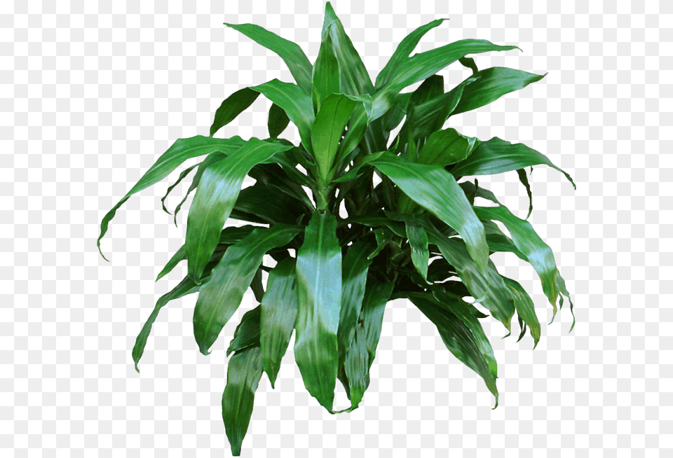 Big Indoor Plants Long Leaves, Leaf, Plant, Potted Plant Free Png Download