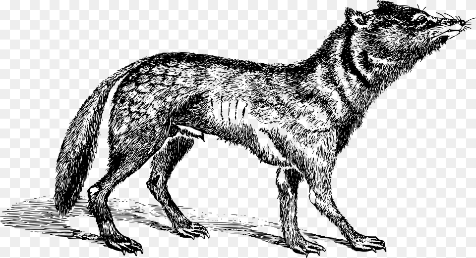 Big Japanese Wolf, Gray Png